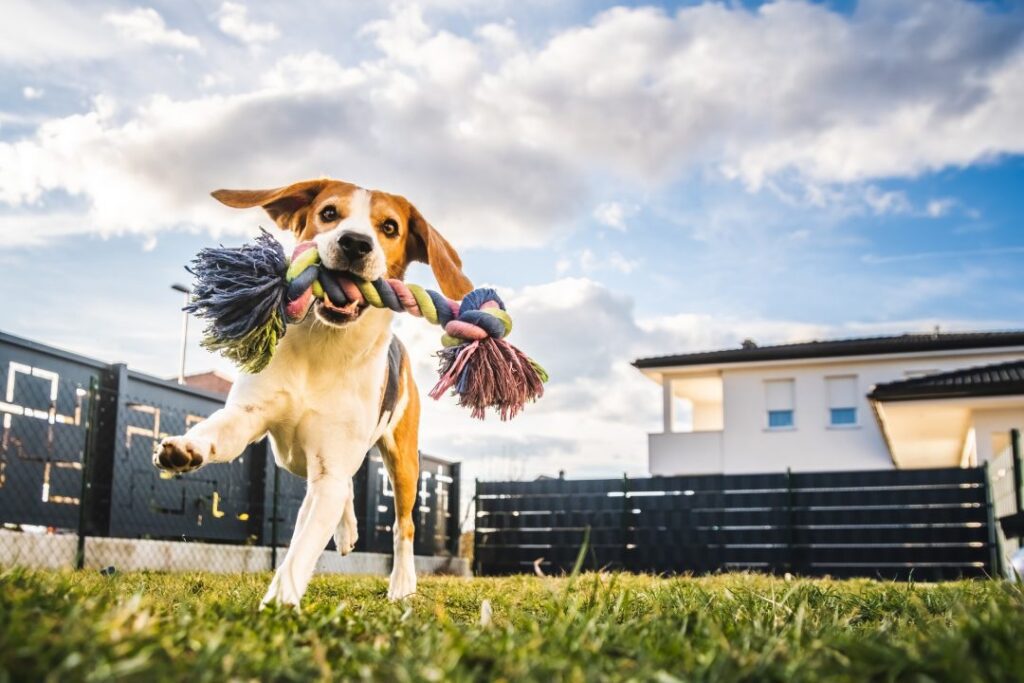 dog-run-beagle-jumping-fun